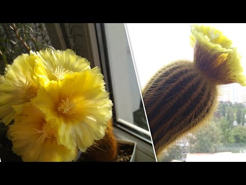 Видео: цветение кактуса🌵 Notocactus (Parodia) leninghausii