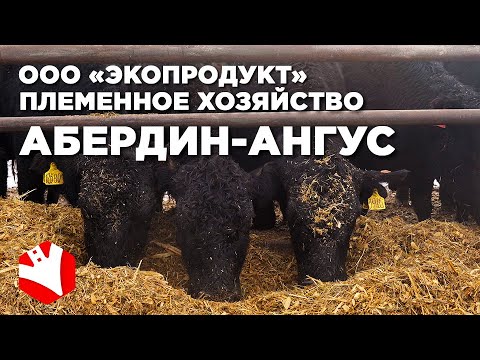 Видео: Племенное хозяйство абердин-ангусов | Мясное животноводство