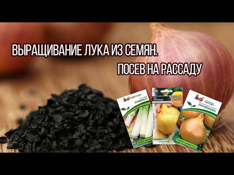 Видео: Лук чернушка - как посеять и зачем? САМЫЙ УРОЖАЙНЫЙ И КРУПНЫЙ ЛУК ТОЛЬКО ИЗ СЕМЯН!.