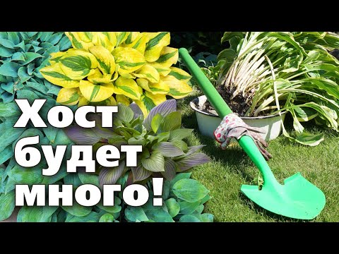 Видео: ДЕЛЕНИЕ ХОСТЫ. Простая процедура для размножения растения