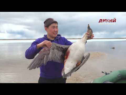 Видео: Пролетный гусь. Якутия с Александром Борисовым.