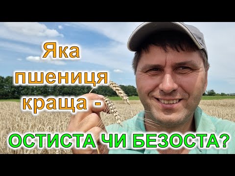 Видео: Яка пшениця краща - остиста чи безоста?