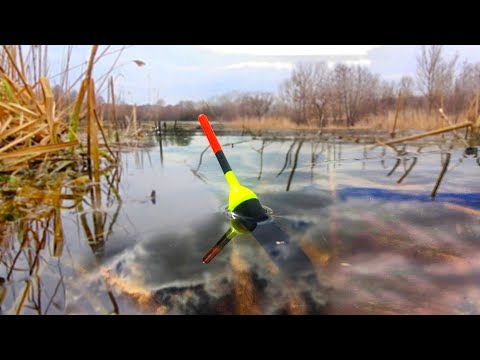 Видео: РЫБНАЗОР СДАЛ ЭТО МЕСТО... ДУШЕВНАЯ РЫБАЛКА на ПОПЛАВОК ВЕСНОЙ... ЛОВЛЯ на БОЛОНСКУЮ СНАСТЬ