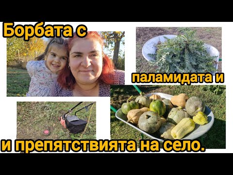 Видео: Покривна култура 🌱 Подготовка на градината за есента – паламида, ириси и малко селски препятствия 🚜