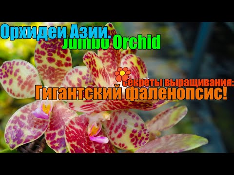 Видео: Гигантский фаленопсис будет цвести!