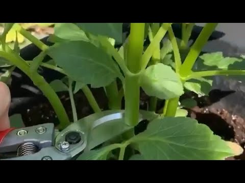 Видео: Прищипывание георгинов