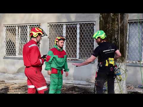 Видео: DRT на обрезке деревьев. Заброска. 1 часть