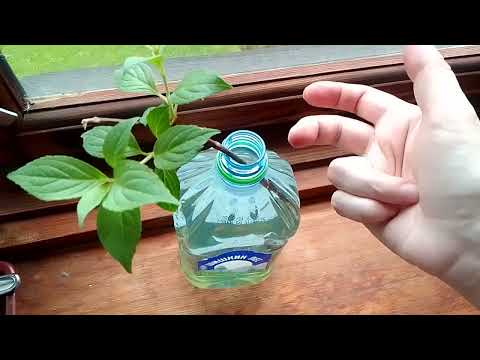 Видео: Размножила гортензию легко и просто, незачем тратить деньги на саженцы!