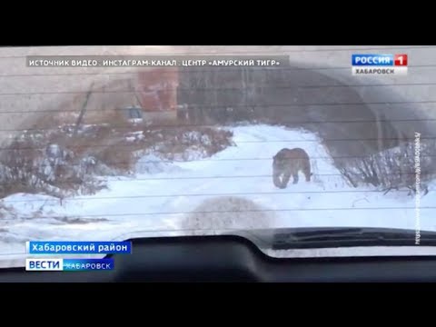 Видео: Тигры у Хабаровска