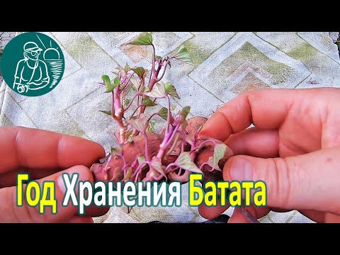 Видео: 🥔 Сколько хранится батат в жилом доме 🌿 Выращивание и хранение батата 🌱 Опыт Гордеевых