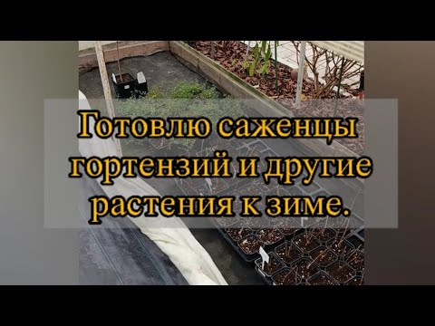 Видео: Готовлю саженцы гортензий и другие растения к зиме.