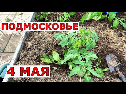 Видео: Каким СПОСОБОМ мы сажаем помидоры в НЕОТАПЛИВАЕМУЮ теплицу в начале мая