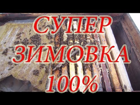 Видео: 100% ЗИМОВКА БАКФАСТА НА ВОЛЕ В СУГРОБЕ СНЕГА УЛЬЯХ ЛЕЖАКАХ, ПРОСТО СУПЕР, ЖЕСТЬ!!!🔥🔥🔥