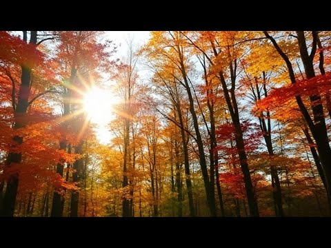 Видео: Осень