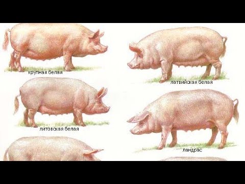Видео: Породи які підходять на свиноматок//Правильний підбір порід для схрещування