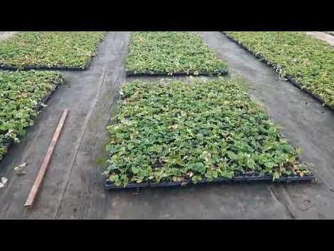 Видео: Начали убирать рассаду!!!