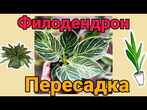 Видео: Комнатные цветы. ФИЛОДЕНДРОН БИРКИН УХОД/ПЕРЕСАДКА