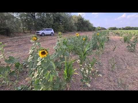 Видео: "Ехал мимо, дай зайду"No-till 17.09.2021         Состояние посевов смесей покровных культур