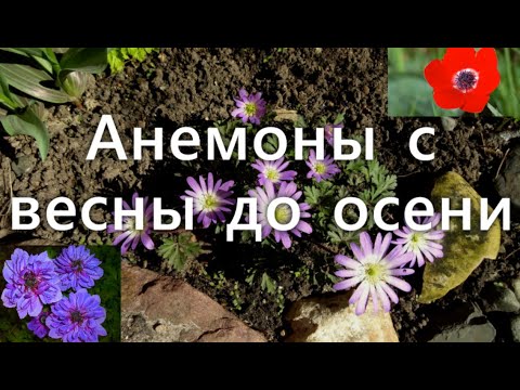 Видео: Анемоны в саду: сорта от самых ранних до самых поздних