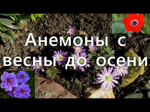 Видео: Анемоны в саду: сорта от самых ранних до самых поздних