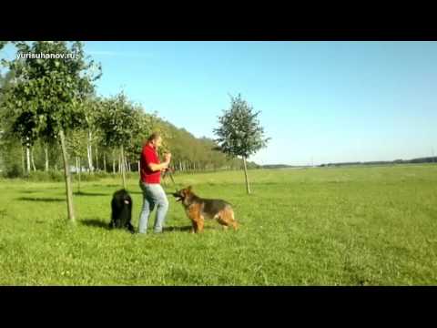 Видео: [Урок 12] Как научить собаку командам СТОЯТЬ, СИДЕТЬ, ЛЕЖАТЬ в комплексе
