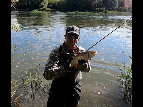Видео: Дон. Удачная проверка копии Zipbaits Hickory MDR по голавлю.
