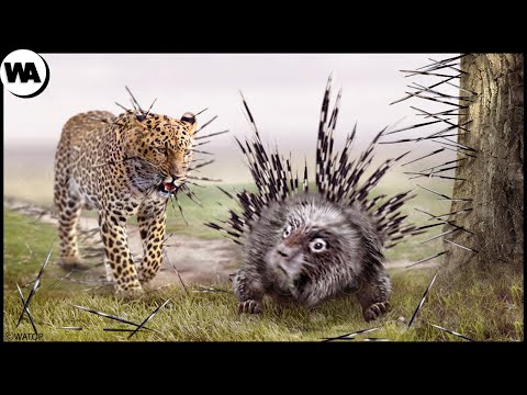 Видео: День, Когда Все Хищники Боятся Дикобраза