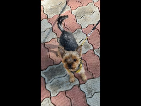 Видео: Общение с Душой собаки после 8 лет жизни на земле и ухода в мир Душ 🤍