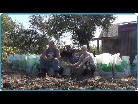 Видео: СОБРАЛИ УРОЖАЙ КАРТОШКИ ХВАТИТ ВСЕМ И НАМ И ЖИВОТНЫМ, ЖИЗНЬ В КУРСКОЙ ДЕРЕВНЕ