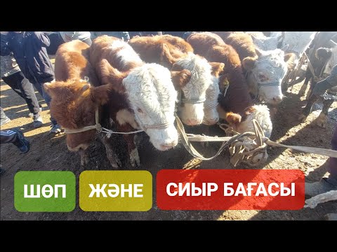 Видео: СИЫРЛАР ШЫМКЕНТ МАЛ БАЗАРЫ