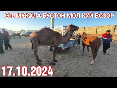 Видео: 17 октября 2024 ЭЛЛИККАЛА БУСТОН МОЛ КУЙ БОЗОР НАРХЛАР УЗГАРДИ