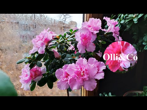 Видео: МОИ ЛЮБИМЫЕ КОМНАТНЫЕ ЦВЕТЫ, РАСТЕНИЯ, КОТОРЫЕ РАДУЮТ ЗИМНИМ ЦВЕТЕНИЕМ