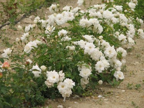 Видео: обрезка розы флорибунда, питомник роз полины козловой,  rozarium.biz ,  pruning a floribund rose