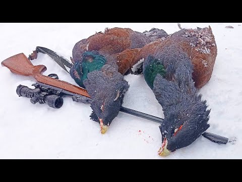 Видео: С ОДНОГО МЕСТА ДВА ГЛУХАРЯ! МЕЛКАШКА МОЖЕТ! БРАКОНЬЕР? ИЛИ ЗАКОННО? ОХОТА НА БОРОВУЮ ДИЧЬ В КОМИ.
