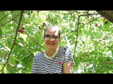 Видео: Собираем вишни на ферме в Дании 🙂‍↕️