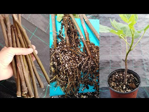 Видео: ИНЖИР - ПРОИЗВОДСТВО НОВЫХ РАСТЕНИЙ БЕЗ ГОРМОНОВ УКОРЕНЕНИЕ БЕЗ ГОРМОНОВ --- ПРОСТО И БЕЗОПАСНО!!!