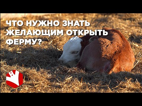 Видео: Ферма с нуля | Что нужно знать желающим открыть ферму | Как стать фермером