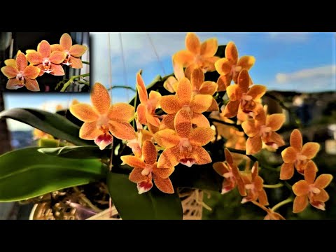 Видео: ДОБАВЬ ОРХИДЕЕ ЭТОГО И КОЛИЧЕСТВО ЦВЕТОНОСОВ УВЕЛИЧИТСЯ В РАЗЫ! РЕЗУЛЬТАТ 👍! ПРОДОЛЖАЕМ СРАВНИВАТЬ!