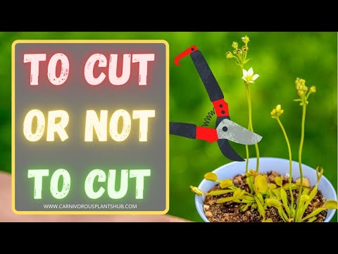 Видео: Обрезка цветоноса венериной мухоловки: стоит ли обрезать цветонос венериной мухоловки? Когда и как?