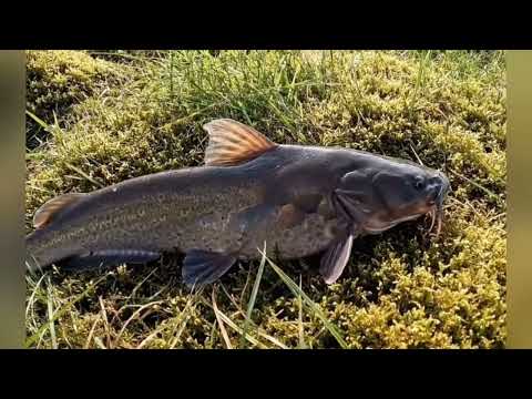 Видео: Блог Снежного Человека Часть 3 | Смешное видео 🤣