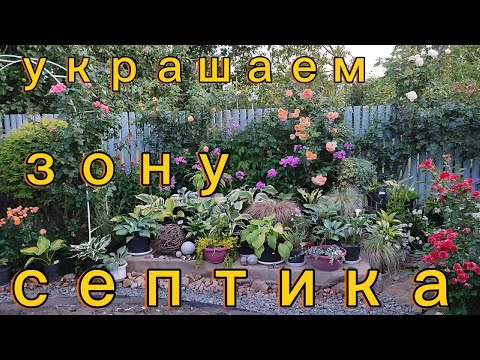 Видео: Хосты  в  горшках - на   зоне  септика  ! Отличная  идея !