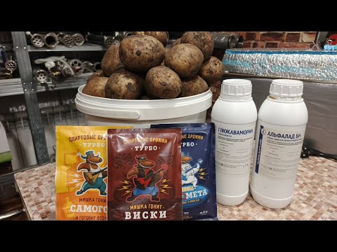 Видео: Тот самый деревенский самогон. Брага из картошки