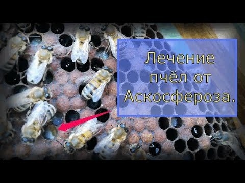 Видео: Лечение пчёл от Аскосфероза(каменный расплод).