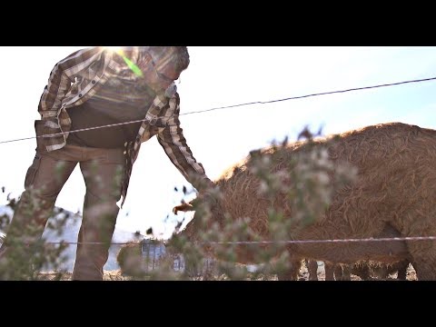 Видео: Чифлик Ливади: Пасищно животновъдство без химия