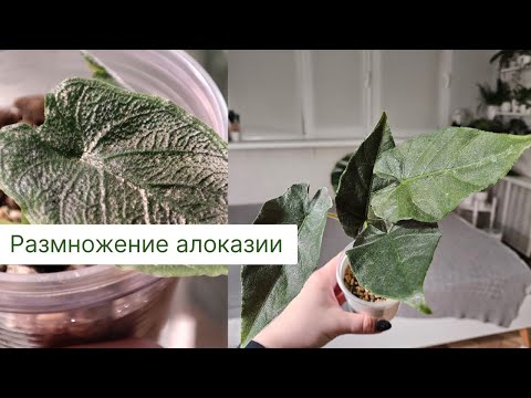 Видео: Мой опыт размножения Алоказий клубнями.