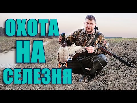 Видео: Охота на селезня весной с подсадной уткой. Охота в Беларуси 2021
