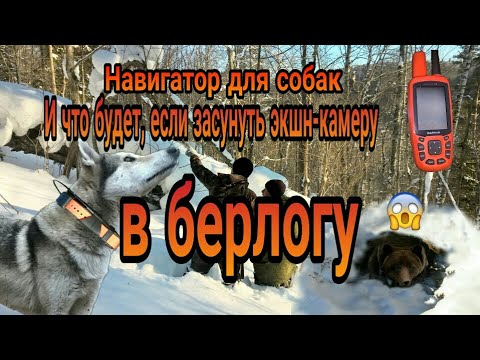Видео: Навигатор с ошейником для собак и что будет, если засунуть экшн-камеру в берлогу
