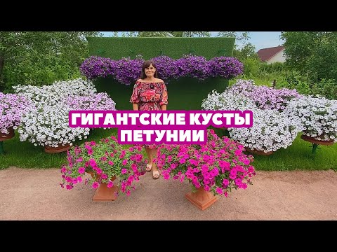 Видео: ГИГАНТСКИЕ КУСТЫ ПЕТУНИИ