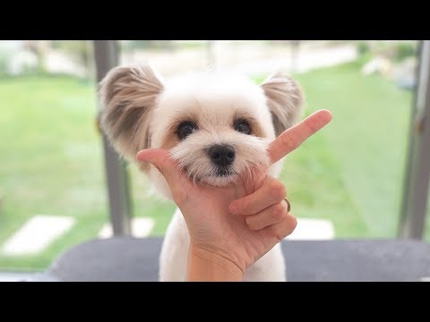 Видео: Я знаю. Я милый.