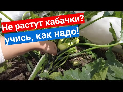 Видео: Даже кабачки не растут в этом году? Сделай как мы - урожай завалит!